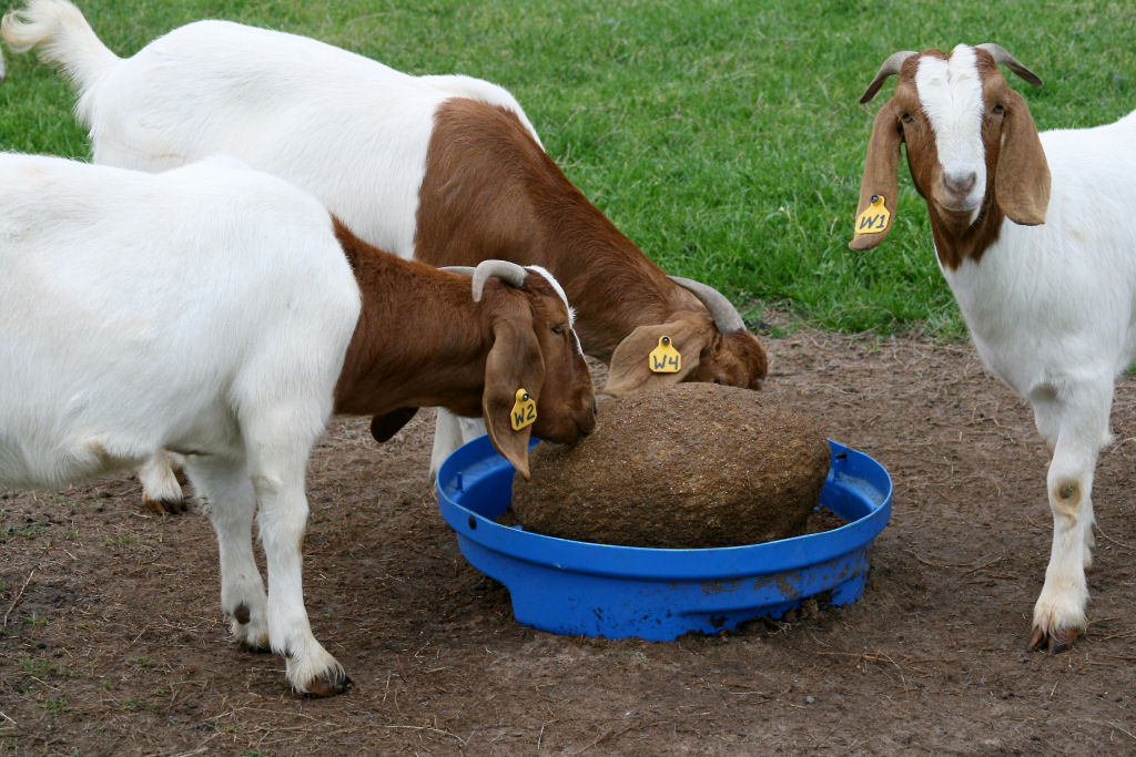 SweetPro® for Goats