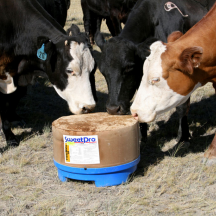 Beef Cattle Products
